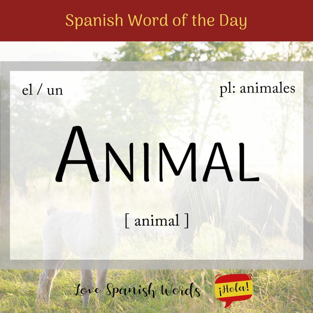 spanish word animal