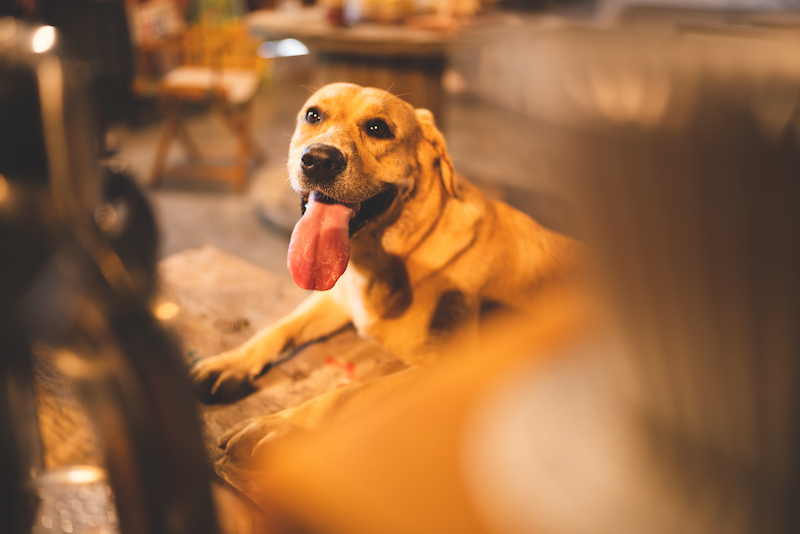 Golden Retriever breed dog sitting in living room and sticking tongue out at home