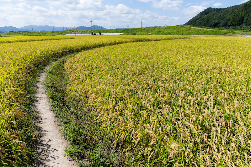 Walkway though Paddy rice