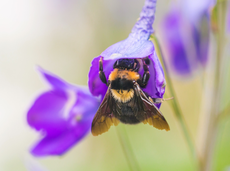 A macro shot of a bumble bee collecting pollen from a beautiful flower.