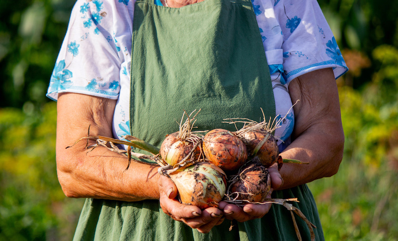 an aged woman holds an onion in her hands close-up