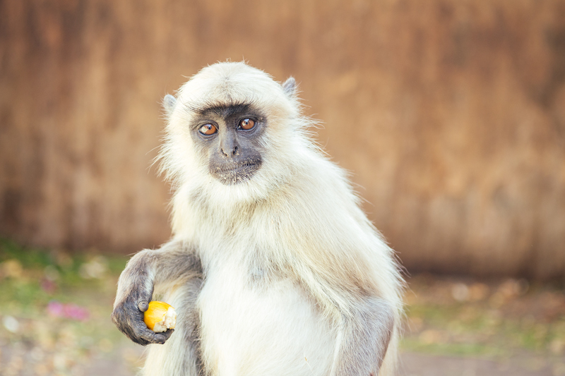 big and nice gray monkey in jaipur.