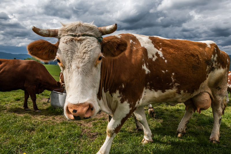 Cow walking in front of camera