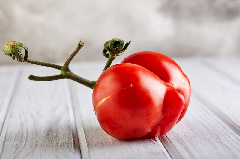 severely malformed mutant tomato