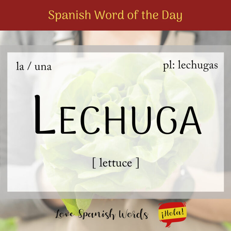 Spanish Word of the Day Lechuga (lettuce) Love Spanish Words
