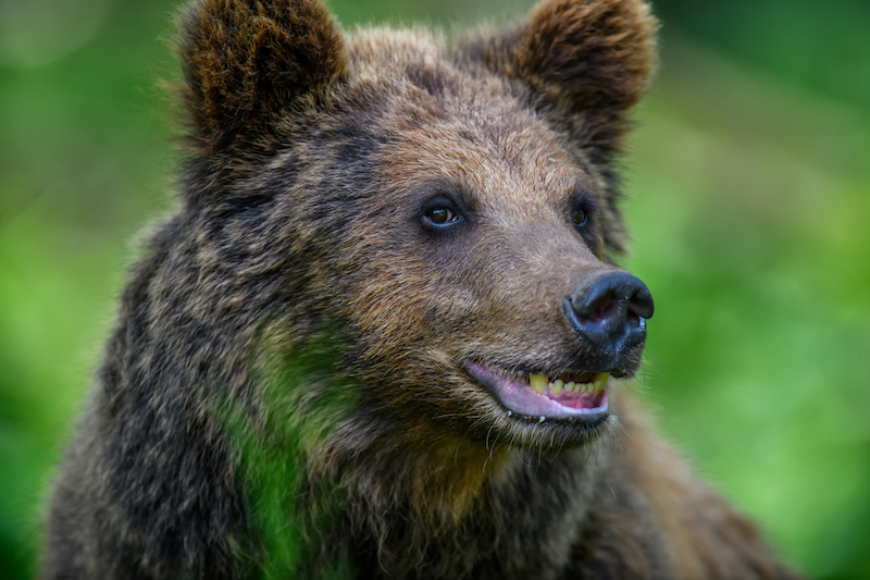 Wild Brown Bear (Ursus Arctos) in the summer forest. 