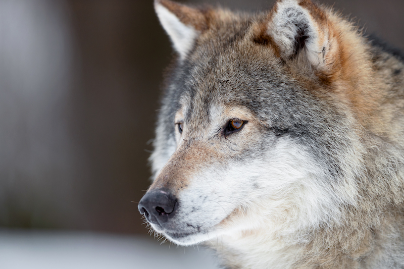 Closeup of brown Eurasian wolf looking away at forest