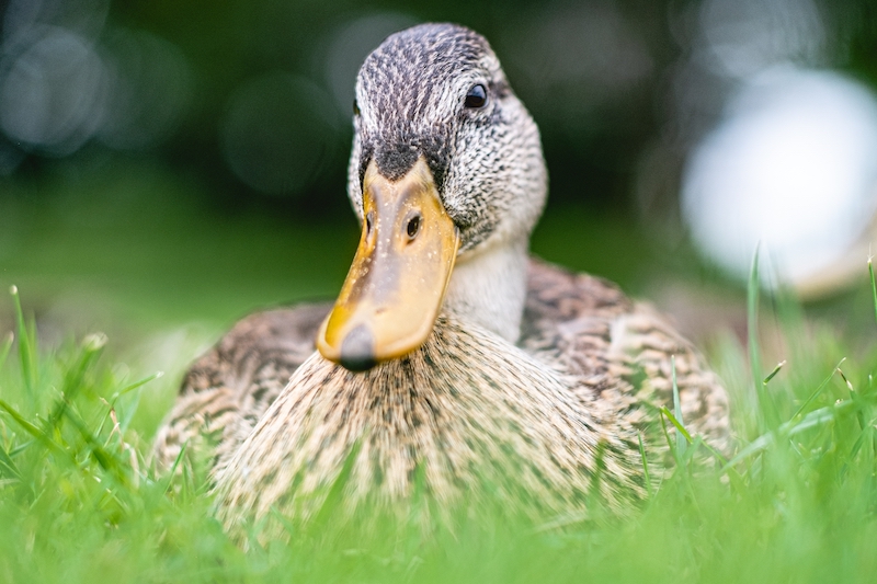 A selective focus shot of a cute duck sitting in the grass on blurred background with bokeh lights