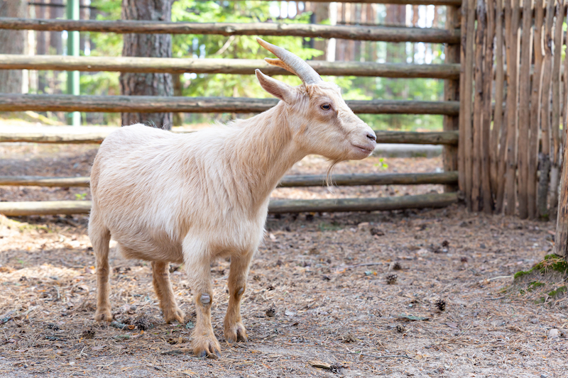 A beige goat with horns stands sideways