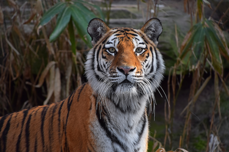 Close up portrait of young Siberian tiger (Amur tiger, Panthera tigris altaica), looking at camera