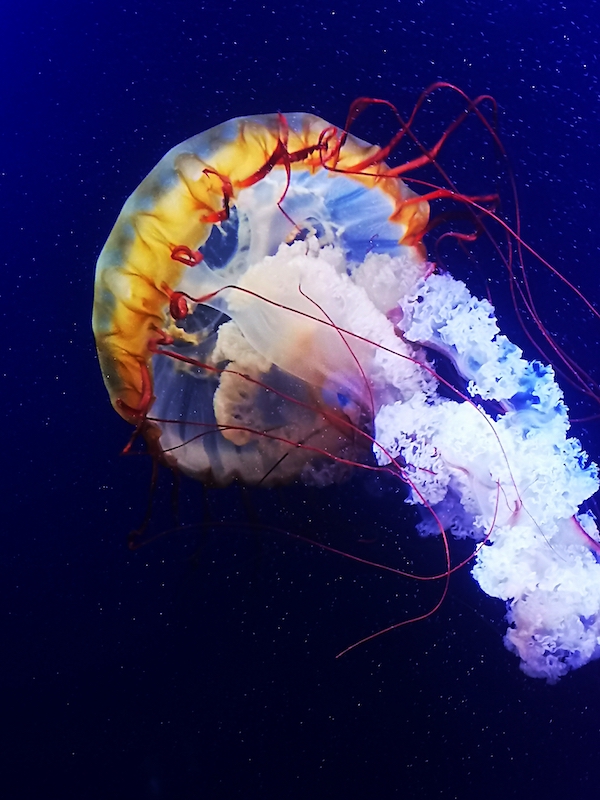 jellyfish