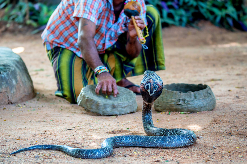 Snake enchanter or fakir plays pipe to enchant cobra