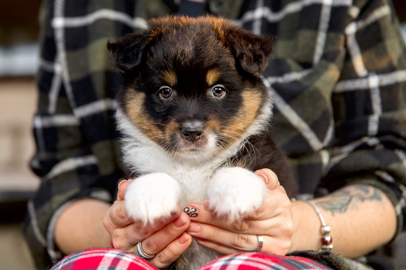 Beautiful Australian Shepherd puppy in owners hand