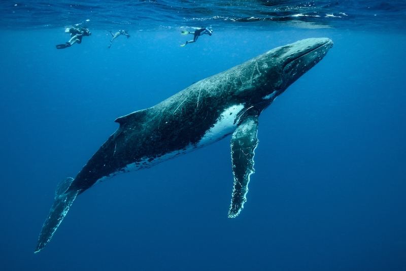 A closeup shot of humpback whales swimming in the Pacific Ocean