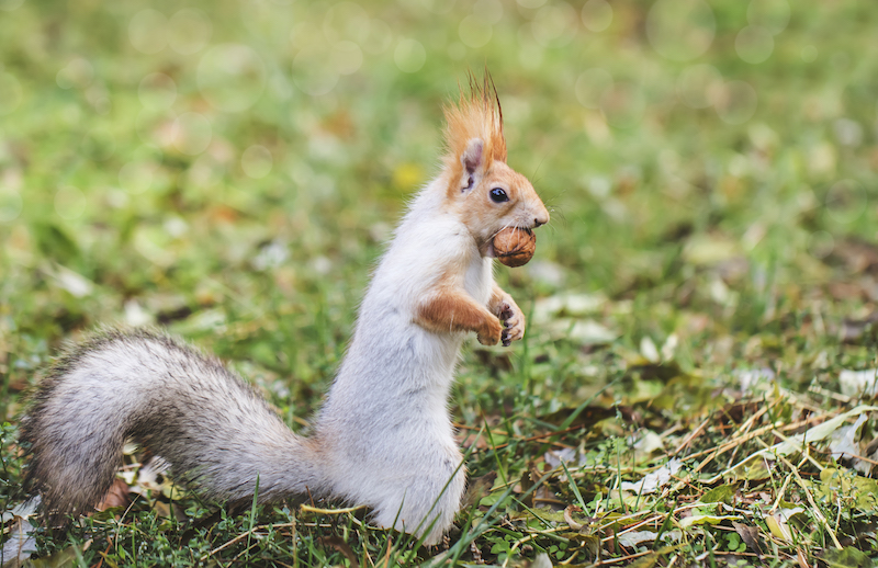 Red-gray squirrel hides nuts in the autumn park in the grass. Red gray squirrel portrait close up