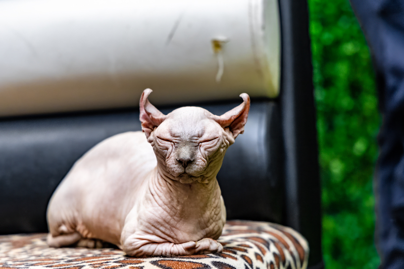 A Sphynx cat lounging on leopard print sofa