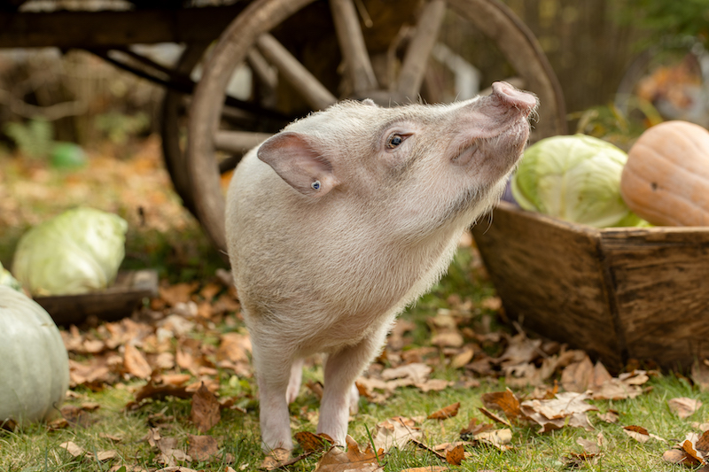 a white mini pig sits in a wicker basket. 