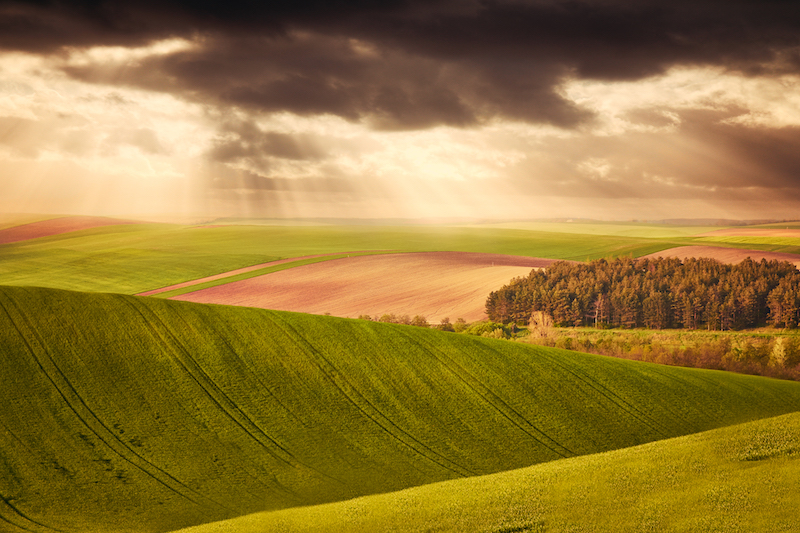 Beautiful field