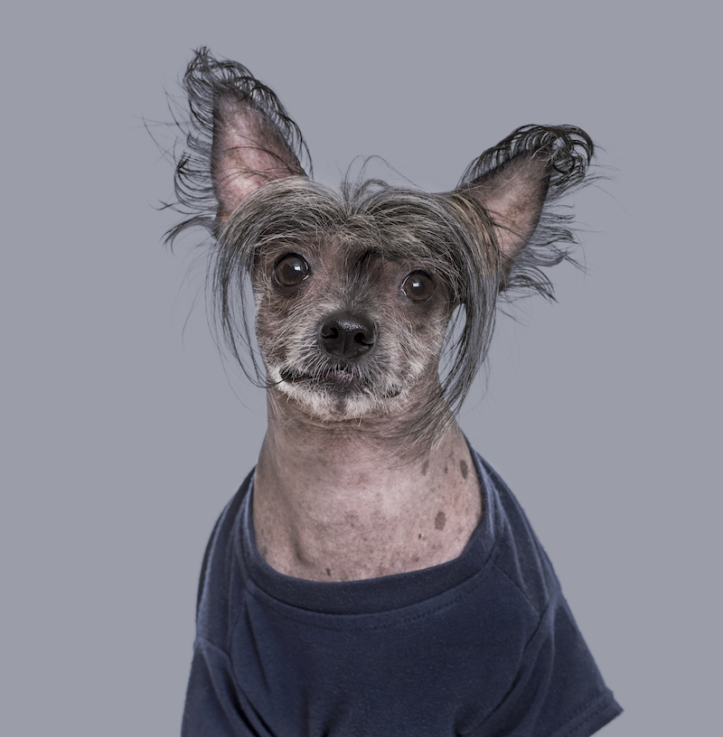 Chinese Crested Dog , 5 years old, in blue clothing against grey background