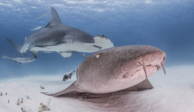 Nurse Shark with Great Hammerhead Shark behind it