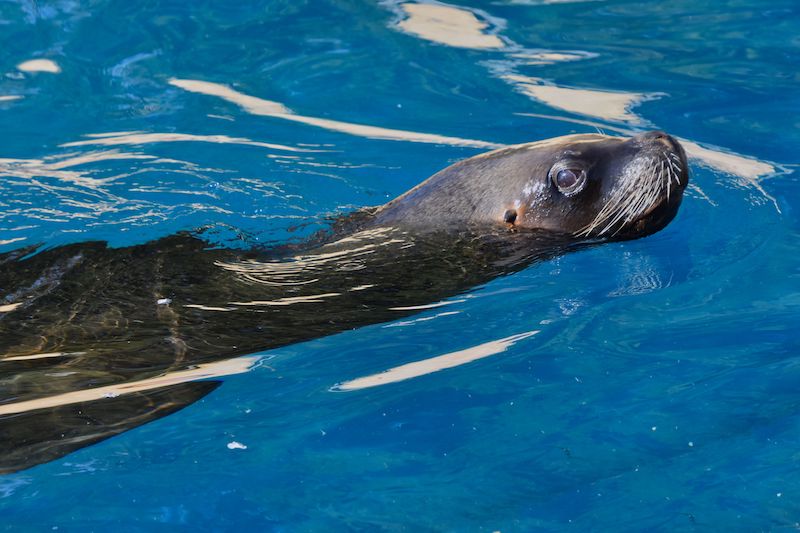 A large seal swimming gracefully in a tranquil blue pool of water