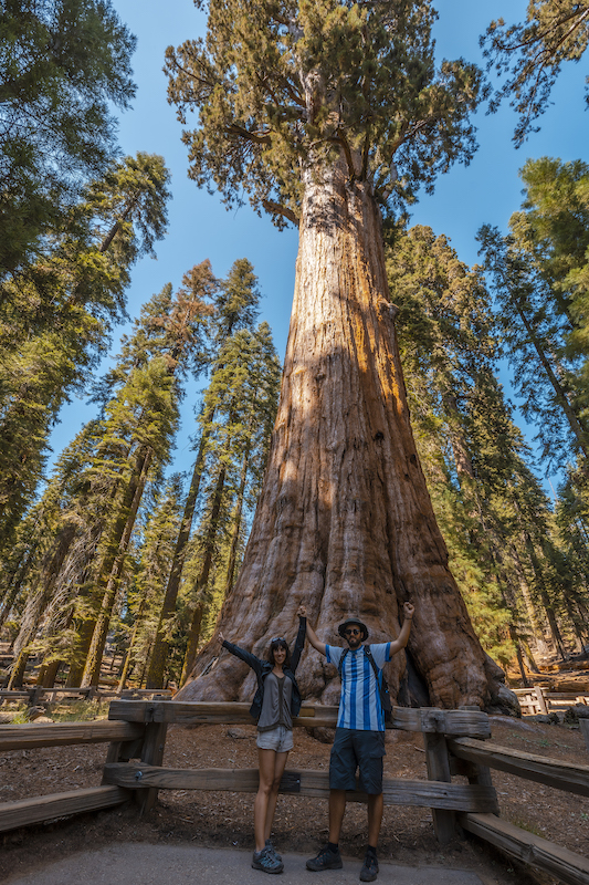 A couple in The giant tree General Sherman Tree in Sequoia National Park, California