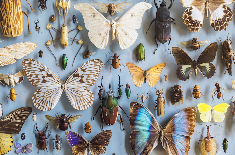 Close up of a selection of colourful butterflies and beetles in a display case at a museum.