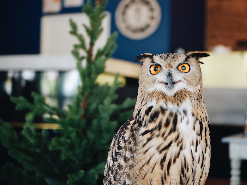 great horned owl with a pine tree in the background