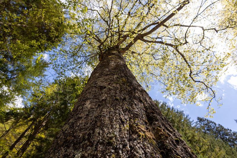 A majestic pine tree towering in the forest