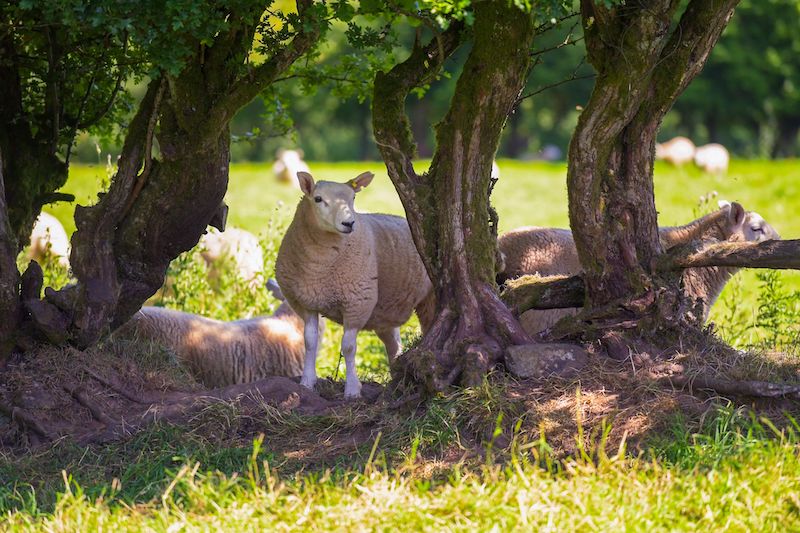 Sheep and lambs in lush green field in summer time in the Brecon Beacons