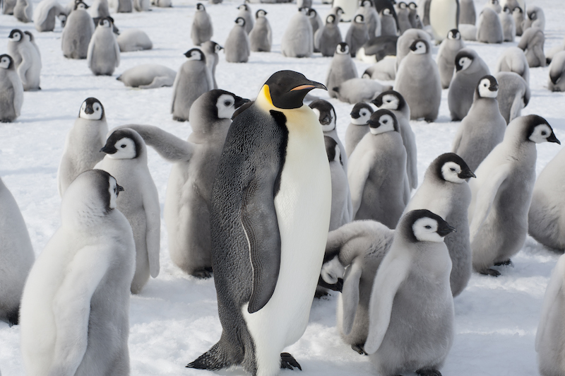 A group of Emperor penguins, one adult animal and a large group of penguin chicks.