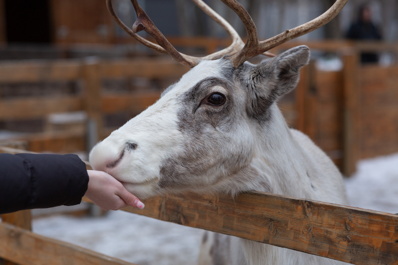 A young woman treats a reindeer with a carrot