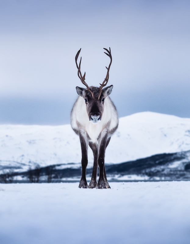 Deer standing on the snow.