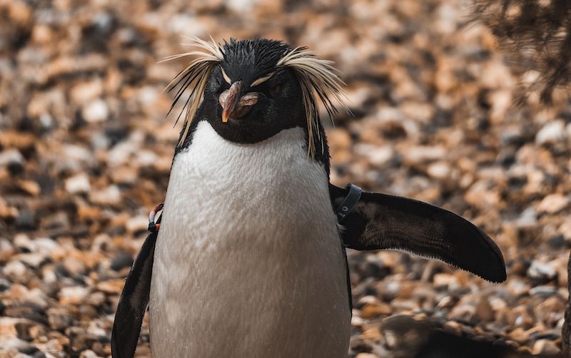 A single penguin stands atop a rocky shoreline, pebbles and stones scattered across the landscape